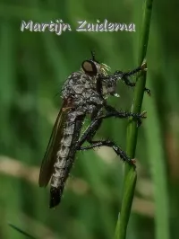 Borstelroofvlieg [Dysmachus trigonus]